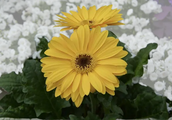 Gerbera Amarilla