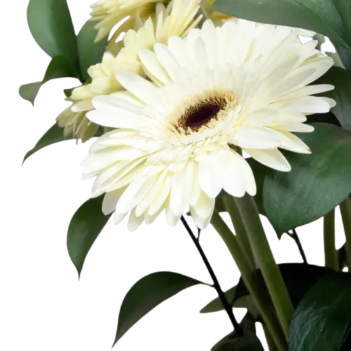 Gerbera Blanca