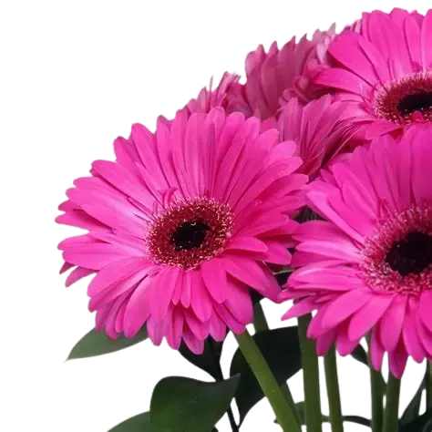 Gerbera Fucsia