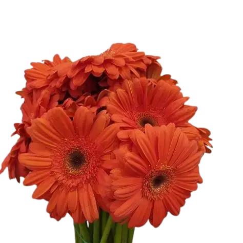 Gerbera Naranja