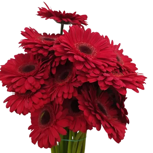 Gerbera Roja