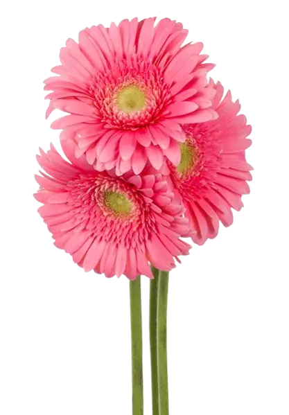 Gerbera Rosa