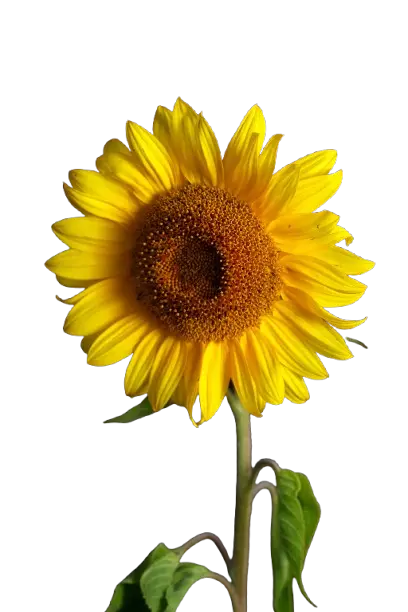 Girasol Amarillo