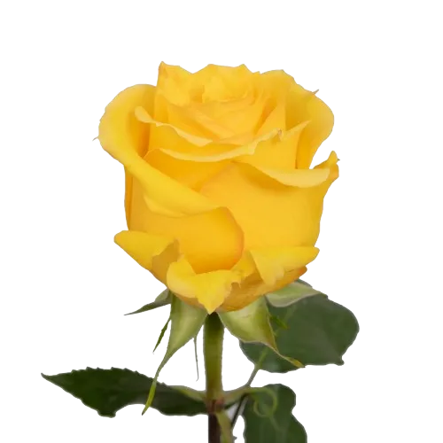 Rosa Amarilla