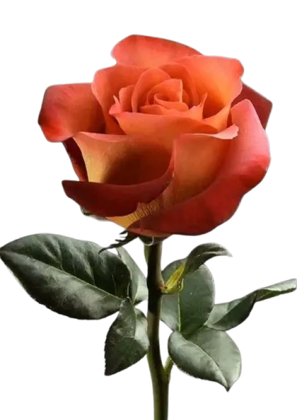 Rosa Anaranjada