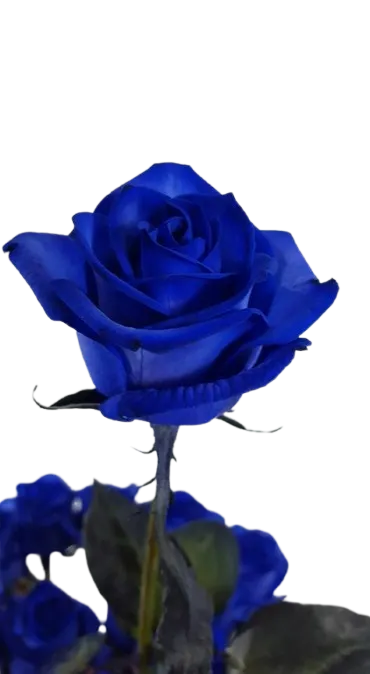 Rosa Azul