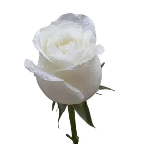 Rosa Blanca