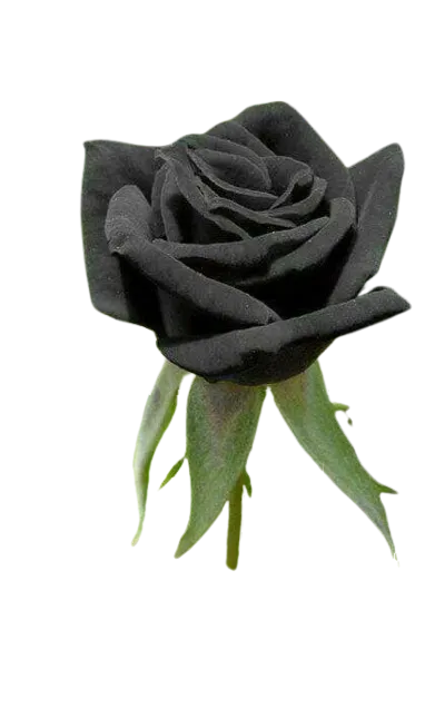 Rosa Negra