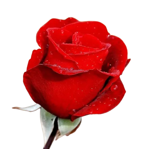 Rosa Roja