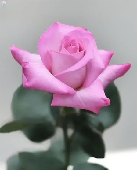 Rosa Rosa
