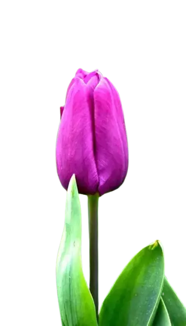 Tulipán Morado