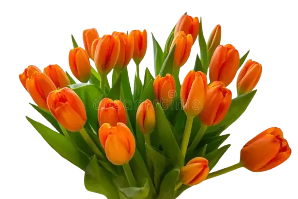 Tulipán Naranja