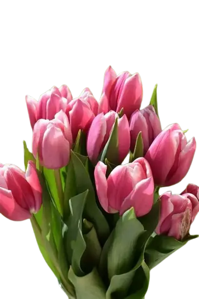 Tulipán Rosa